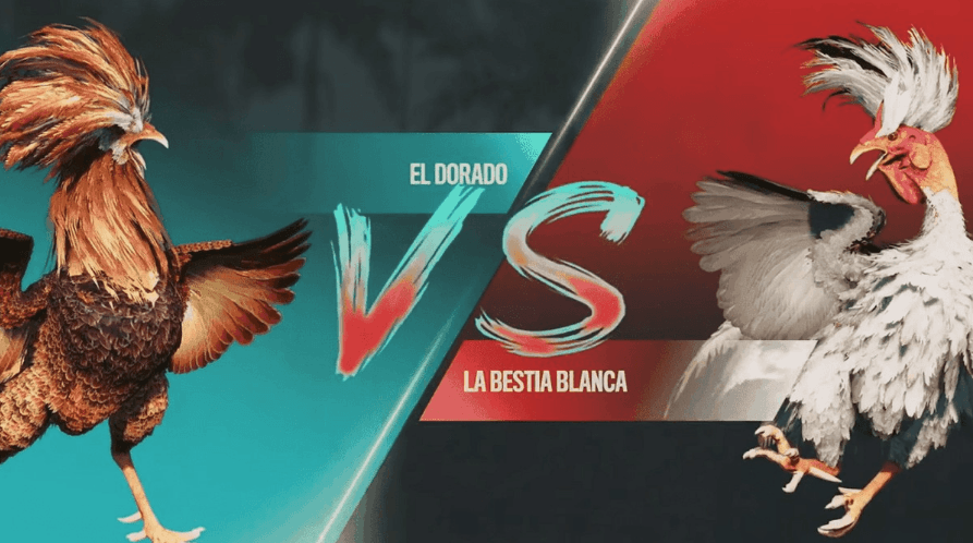 Rinha de Galo Online na 622bet: Aposte e Veja a Ação Ao Vivo 7 622bet